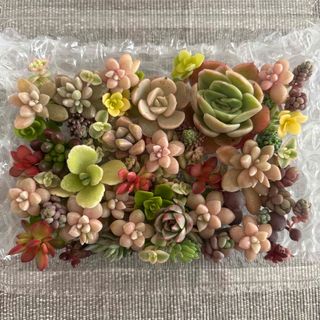 お値下げ『モワルー』 寄せ植え ウィンティー アリッサム お値下げ『モワルー』 寄せ植え ウィンティー アリッサム