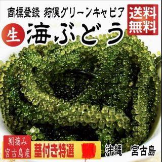 販売開始!獲れたて【漁師直送】カラフトマス 1.5〜2.0kg 販売開始!獲れたて【漁師直送】カラフトマス 1.5〜2.0kg