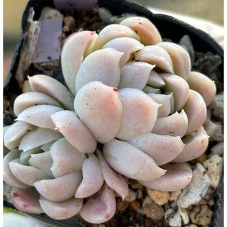 お値下げ『モワルー』 寄せ植え ウィンティー アリッサム お値下げ『モワルー』 寄せ植え ウィンティー アリッサム
