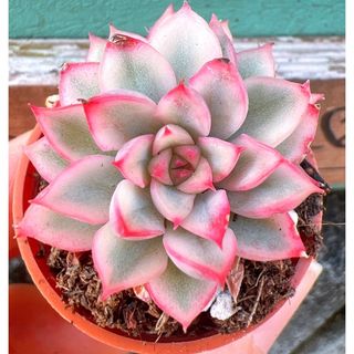 多肉植物 寄せ植え オーダー受付中の通販 by aju's shop 多肉植物 寄せ植え オーダー受付中の通販 by aju's shop