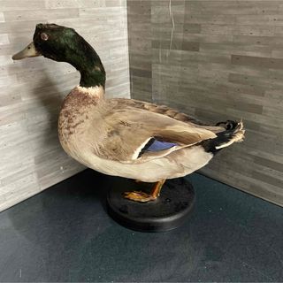 鳥剥製のフリマアイテム一覧 鳥剥製のフリマアイテム一覧