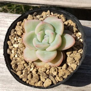 多肉植物 エケベリア コロラータ 大型 抜き苗!!の通販 by 多 多肉植物 エケベリア コロラータ 大型 抜き苗!!の通販 by 多