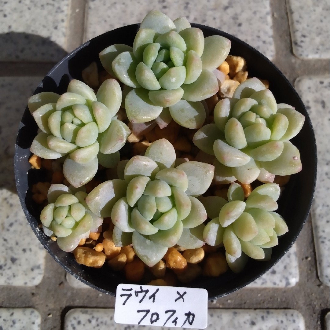 多肉植物 ラウイ✕プロリフィカ6カット ハンドメイドのフラワー/ガーデン(その他)の商品写真