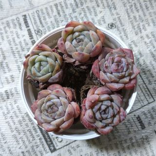 Kb-Bc】鉢植え モンステラ 斑入り ボルシギアナ 鉢ごと発送の Kb-Bc】鉢植え モンステラ 斑入り ボルシギアナ 鉢ごと発送の