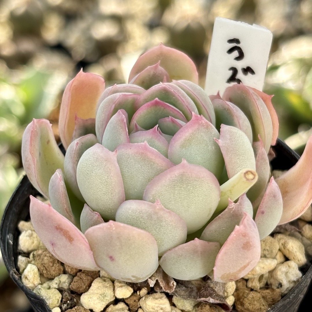多肉植物 抜き苗 ラズベリーアイス 6cmポットの通販 by Tenalis 多肉植物 抜き苗 ラズベリーアイス 6cmポットの通販 by Tenalis