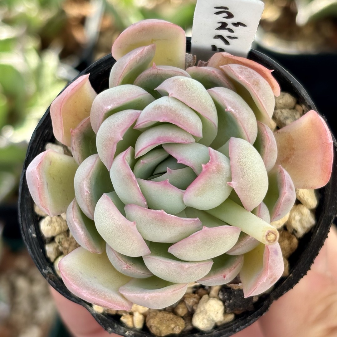 多肉植物 抜き苗 ラズベリーアイス 6cmポットの通販 by Tenalis 多肉植物 抜き苗 ラズベリーアイス 6cmポットの通販 by Tenalis
