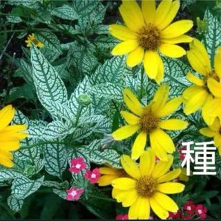 ヘリオプシス　ローレンサンシャイン　種(その他)