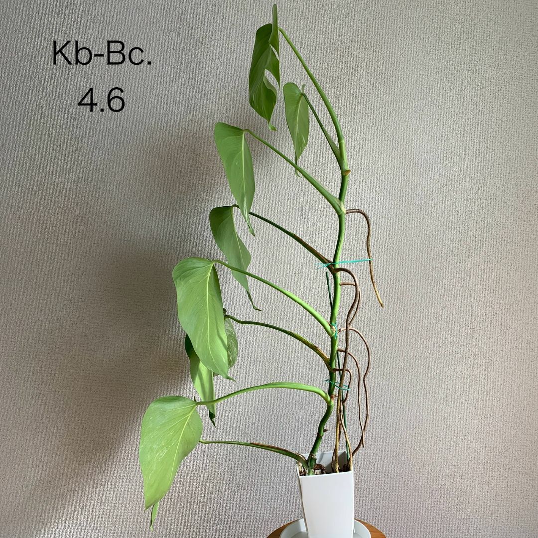 Kb-Bc】鉢植え モンステラ 斑入り ボルシギアナ 鉢ごと発送の Kb-Bc】鉢植え モンステラ 斑入り ボルシギアナ 鉢ごと発送の