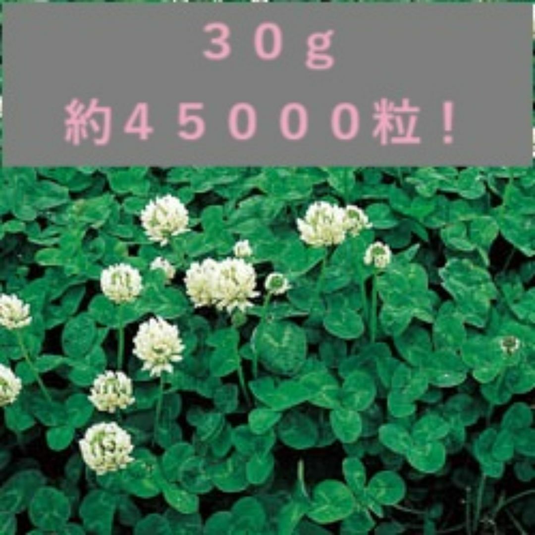 <種>白クローバー ホワイトクローバー 30g以上 緑肥、雑草予防 シロツメグサ ハンドメイドのフラワー/ガーデン(プランター)の商品写真