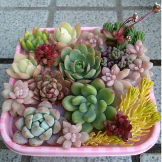 ①ゴロゴロ大きな!多肉植物カット苗セット ゆうパケットポスト ①ゴロゴロ大きな!多肉植物カット苗セット ゆうパケットポスト