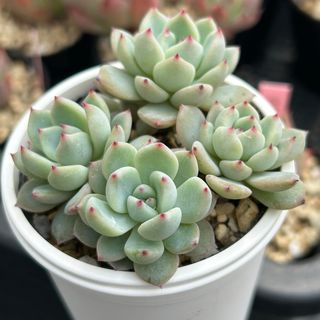 ①ゴロゴロ大きな!多肉植物カット苗セット ゆうパケットポスト ①ゴロゴロ大きな!多肉植物カット苗セット ゆうパケットポスト