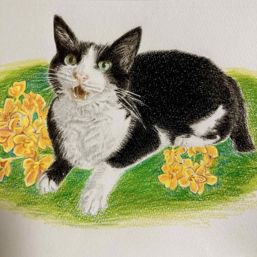 色鉛筆画 白黒 ハチワレ猫の通販 by くーちゃんママ's shop|ラクマ 色鉛筆画 白黒 ハチワレ猫の通販 by くーちゃんママ's shop|ラクマ