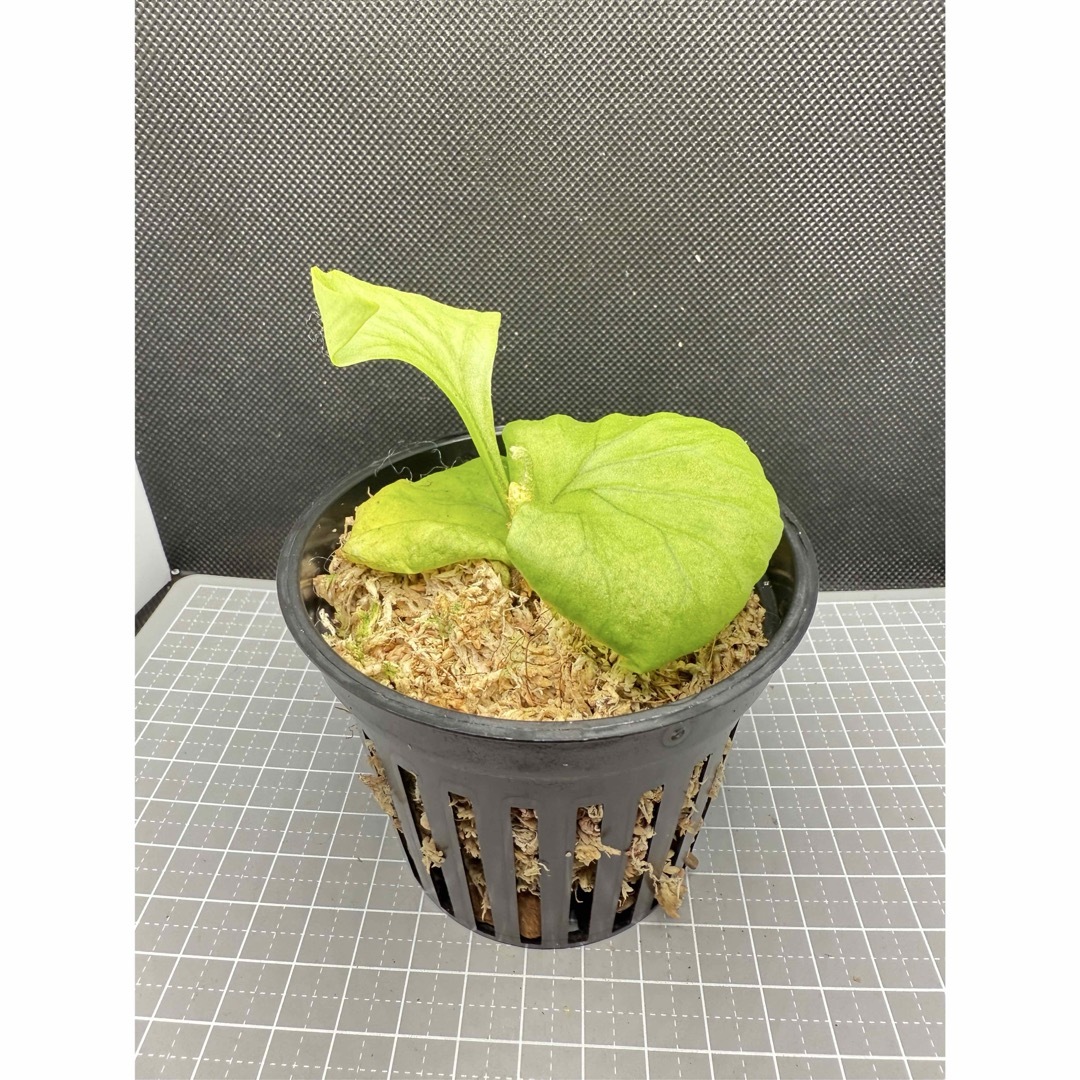 ビカクシダ P. ridleyi Pakarang Sporeling