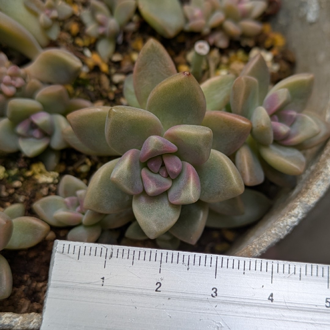 多肉植物 桜牡丹 ゴースティ カット苗 1つの通販 by ミクロ's 多肉植物 桜牡丹 ゴースティ カット苗 1つの通販 by ミクロ's
