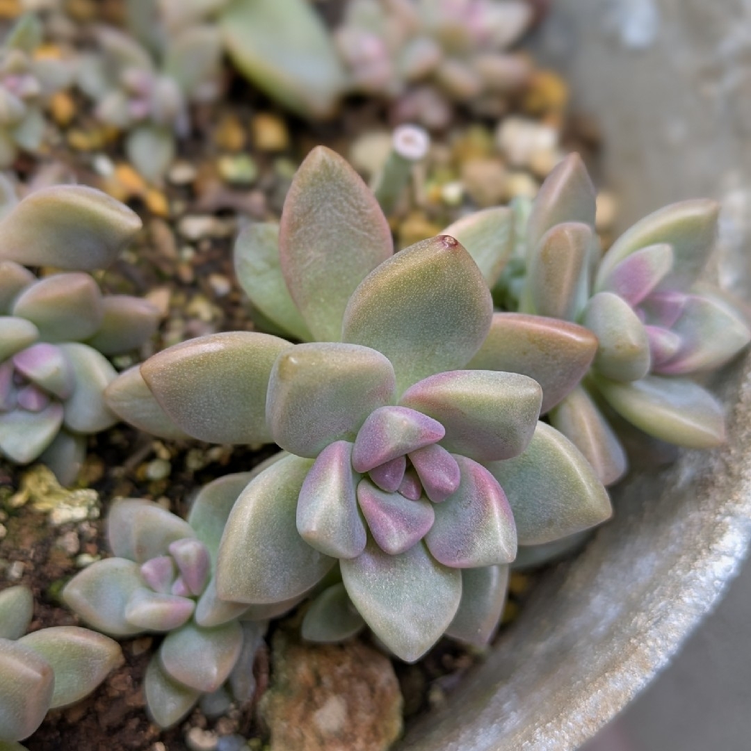 多肉植物 桜牡丹 ゴースティ カット苗 1つの通販 by ミクロ's 多肉植物 桜牡丹 ゴースティ カット苗 1つの通販 by ミクロ's