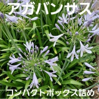 アガバンサス抜き苗　多年草　ゆうパケットプラスいっぱい(その他)