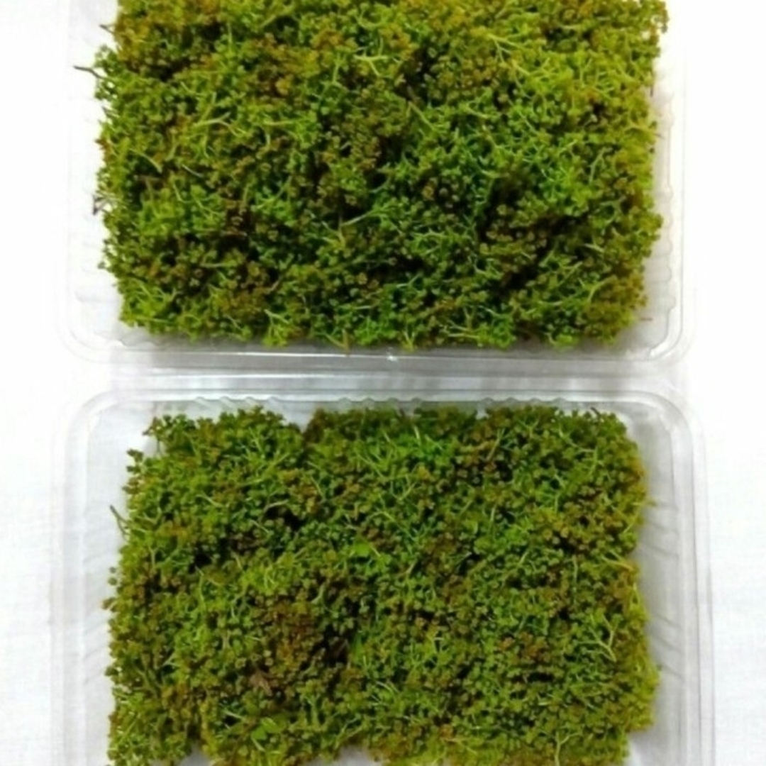新鮮 花山椒 無農薬 100g 🌿の通販 by ˚˖ ݁☘︎.MikanOrganic 新鮮 花山椒 無農薬 100g 🌿の通販 by ˚˖ ݁☘︎.MikanOrganic