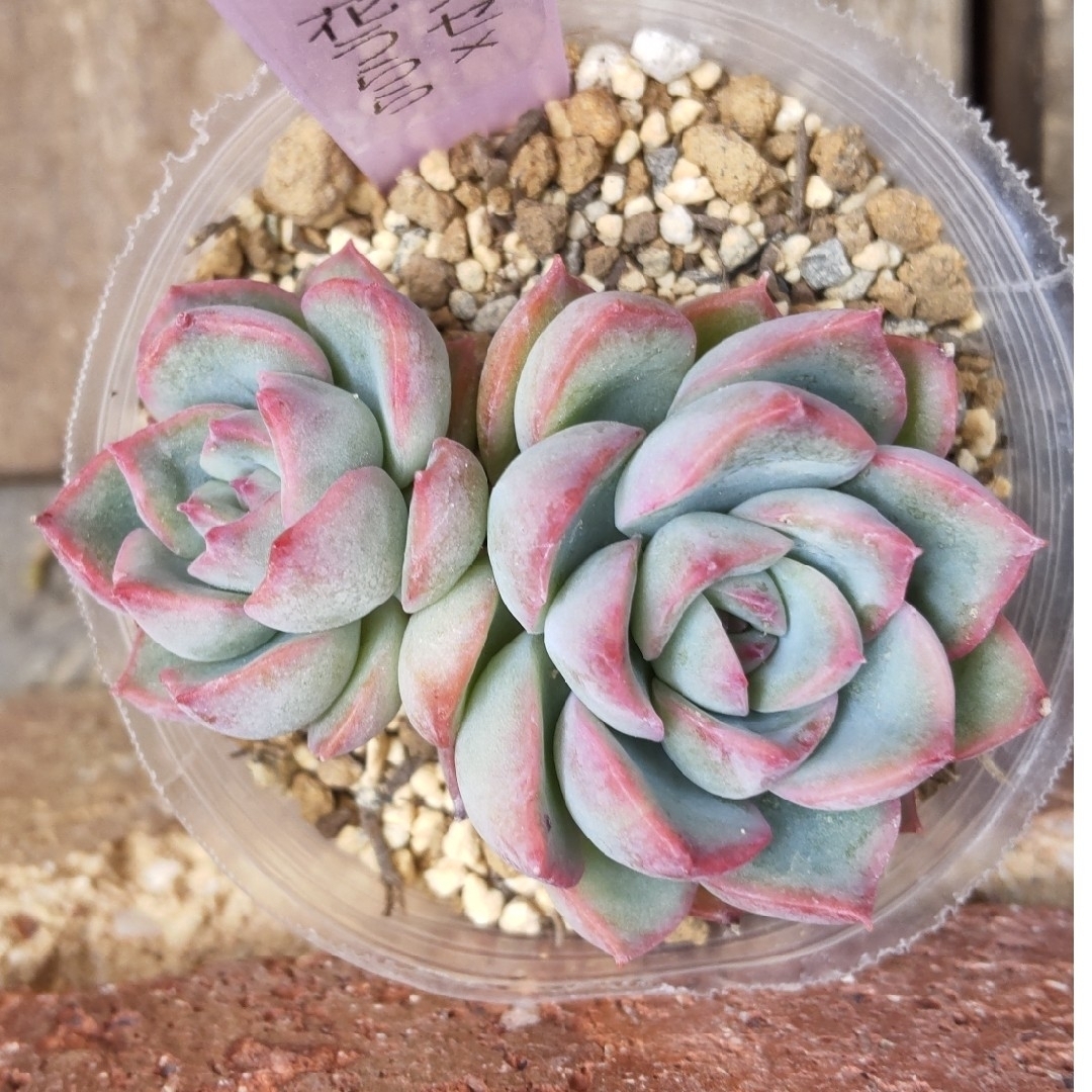 多肉植物 ラウリンゼ×花うらら の通販 by かりん's shop|ラクマ 多肉植物 ラウリンゼ×花うらら の通販 by かりん's shop|ラクマ