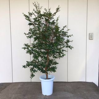 ココスヤシ シルバーリーフ葉先130cm 幹回り53cm 幹高20cm 【2 ココスヤシ シルバーリーフ葉先130cm 幹回り53cm 幹高20cm 【2