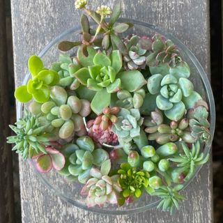 【2024福袋】 10月入荷 200粒+ ユッカ カルネロサーナ 種 種子 植物検疫証明書 栽培キット