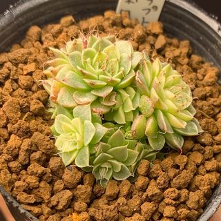 P.holttumii wild ビカクシダ ホルタミーワイルド コウモリラン P.holttumii wild ビカクシダ ホルタミーワイルド コウモリラン