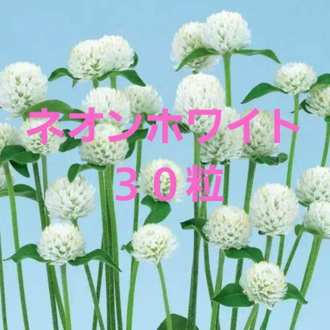 【花の種】千日紅 ネオンホワイト PVP品種 30粒 グロボーサ ハンドメイドのフラワー/ガーデン(プランター)の商品写真
