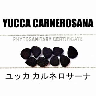 10月入荷 200粒+ ユッカ カルネロサーナ 種 種子 植物検疫証明書 10月入荷 200粒+ ユッカ カルネロサーナ 種 種子 植物検疫証明書
