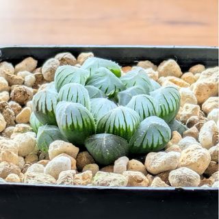 エメラルドリップ 多肉植物 抜き苗の通販 by ミキ's shop|ラクマ エメラルドリップ 多肉植物 抜き苗の通販 by ミキ's shop|ラクマ