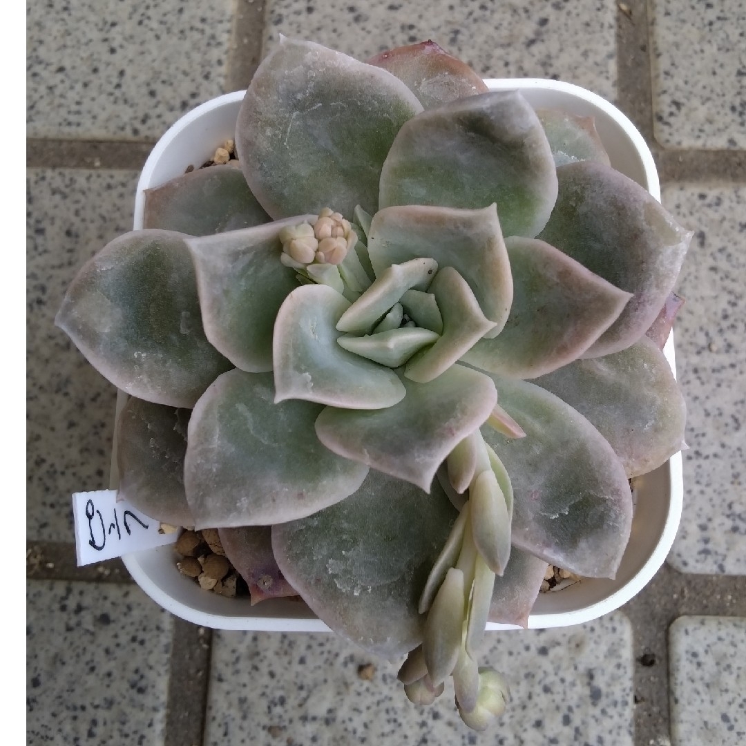 多肉植物 ピンクラブリーローズ大苗の通販 by ぴえろ's shop|ラクマ 多肉植物 ピンクラブリーローズ大苗の通販 by ぴえろ's shop|ラクマ