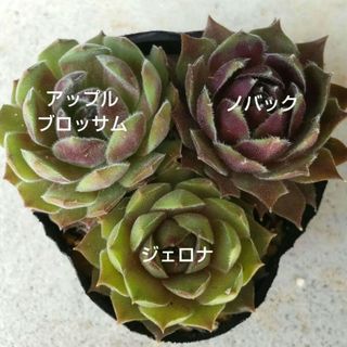 エメラルドリップ 多肉植物 抜き苗の通販 by ミキ's shop|ラクマ エメラルドリップ 多肉植物 抜き苗の通販 by ミキ's shop|ラクマ