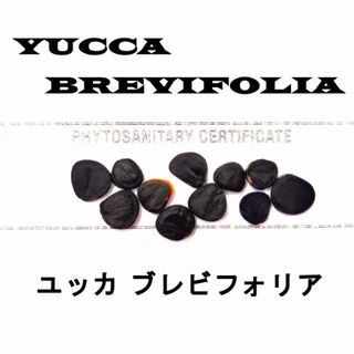 1月入荷 10粒+ ユッカ ブレビフォリア 種 種子 植物検疫証明書 1月入荷 10粒+ ユッカ ブレビフォリア 種 種子 植物検疫証明書