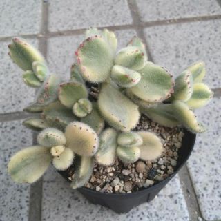 多肉植物 ネオンブレーカーズ 抜き苗の通販 by Qooco's shop|ラクマ 多肉植物 ネオンブレーカーズ 抜き苗の通販 by Qooco's shop|ラクマ