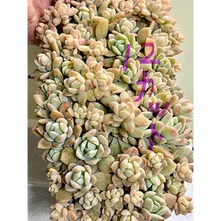 エメラルドリップ 多肉植物 抜き苗の通販 by ミキ's shop|ラクマ エメラルドリップ 多肉植物 抜き苗の通販 by ミキ's shop|ラクマ