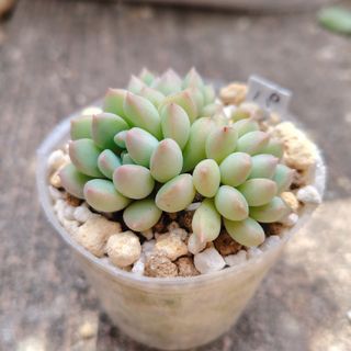 多肉植物 ネオンブレーカーズ 抜き苗の通販 by Qooco's shop|ラクマ 多肉植物 ネオンブレーカーズ 抜き苗の通販 by Qooco's shop|ラクマ