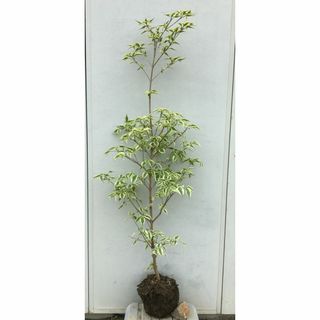 《現品》山法師(ヤマボウシ)　ウルフアイ　樹高1.5ｍ（根鉢含まず）22【苗木】(その他)
