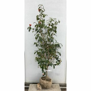 《現品》ツバキ　玉之浦（タマノウラ）樹高1.3ｍ（根鉢含まず）05【椿/苗木】(その他)