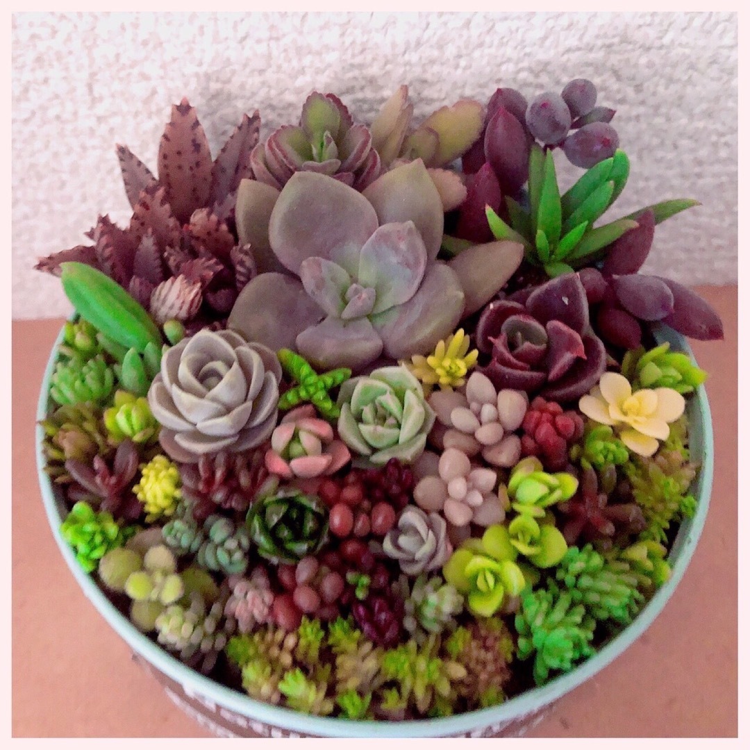 そのまま飾れます❤️ 多肉 寄せ植え 育て方メモつき ❤️ の そのまま飾れます❤️ 多肉 寄せ植え 育て方メモつき ❤️ の