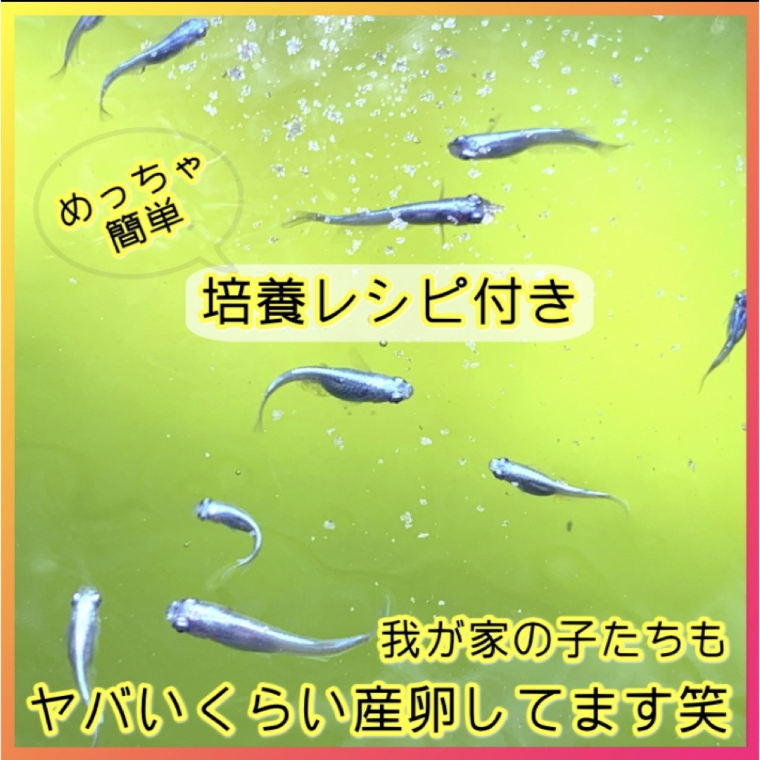みんなが選ぶ素500ml → PSB200Lに  PSB光合成細菌の培養餌料培基 その他のペット用品(アクアリウム)の商品写真