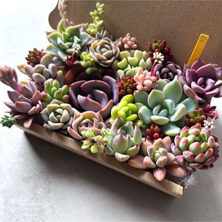 多肉植物 ハオルチア 櫻水晶 桜水晶の通販 by min's shop|ラクマ 多肉植物 ハオルチア 櫻水晶 桜水晶の通販 by min's shop|ラクマ