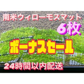 ウィローモスマット6枚セット　6cm×4cm 3枚　南米ウィローモス　無農薬(アクアリウム)