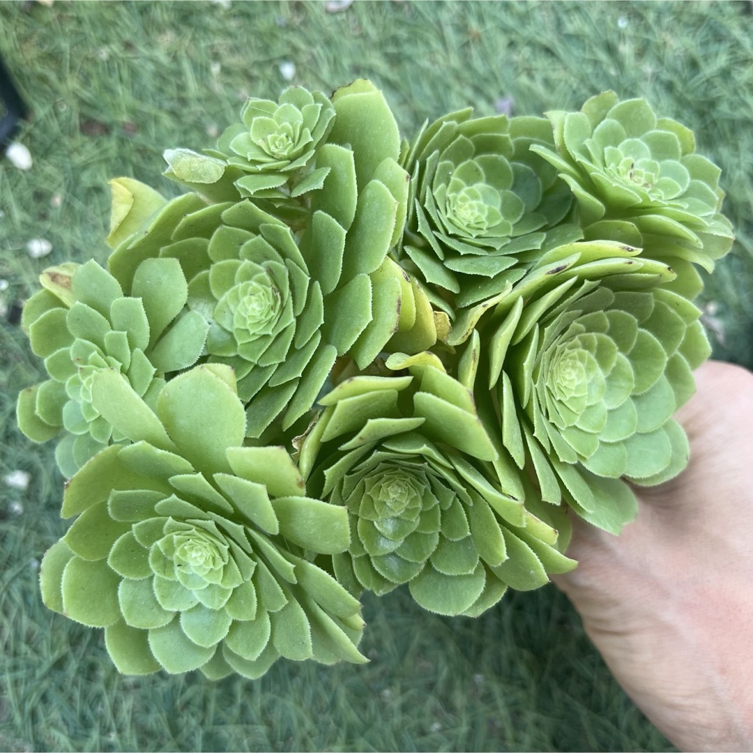 Spring Box D】アエオ+α8苗セット 多肉植物の通販 by たにゆ's Spring Box D】アエオ+α8苗セット 多肉植物の通販 by たにゆ's