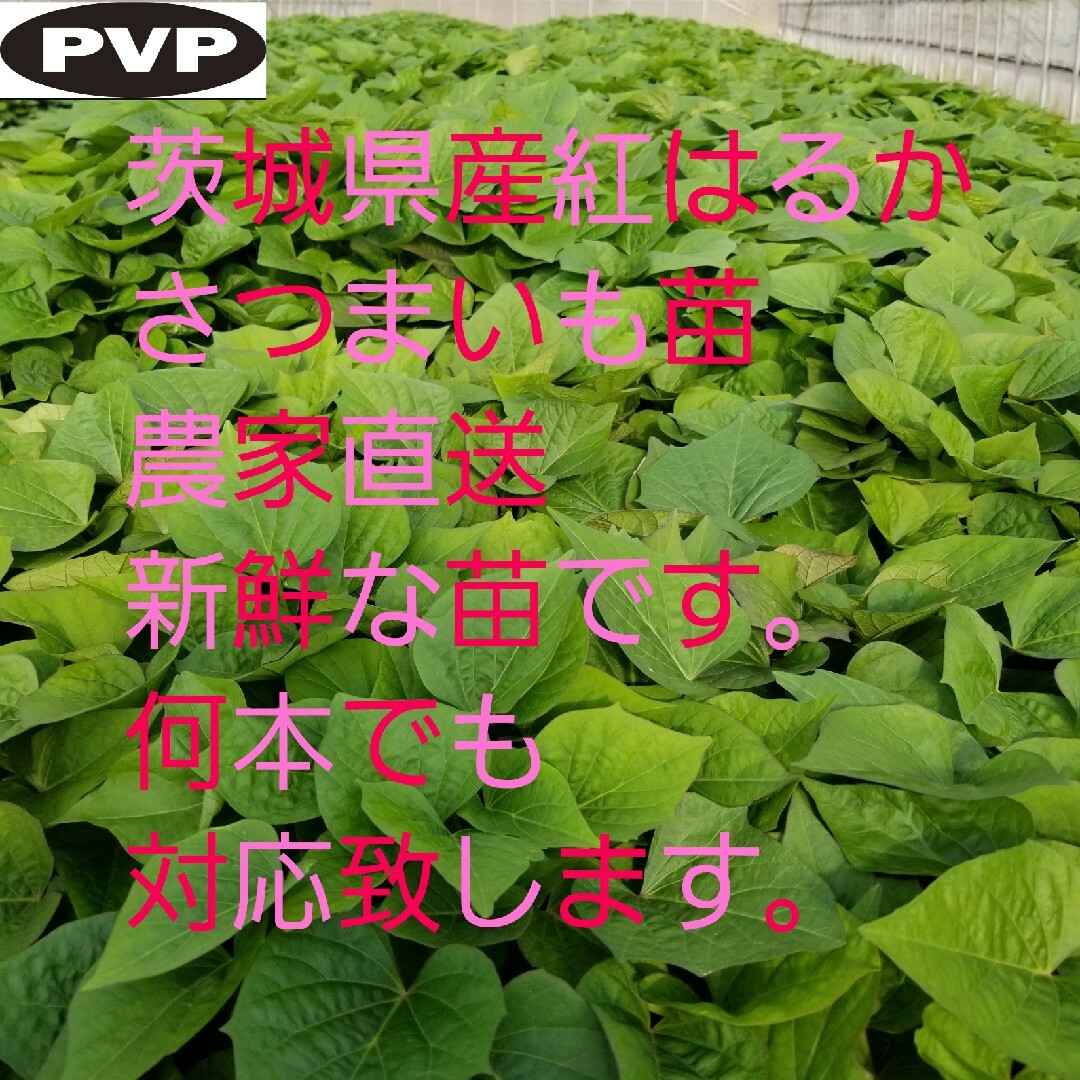 さつまいも苗10本4月中旬発送茨城県産紅はるか苗ウイルスフリー さつまいも苗10本4月中旬発送茨城県産紅はるか苗ウイルスフリー