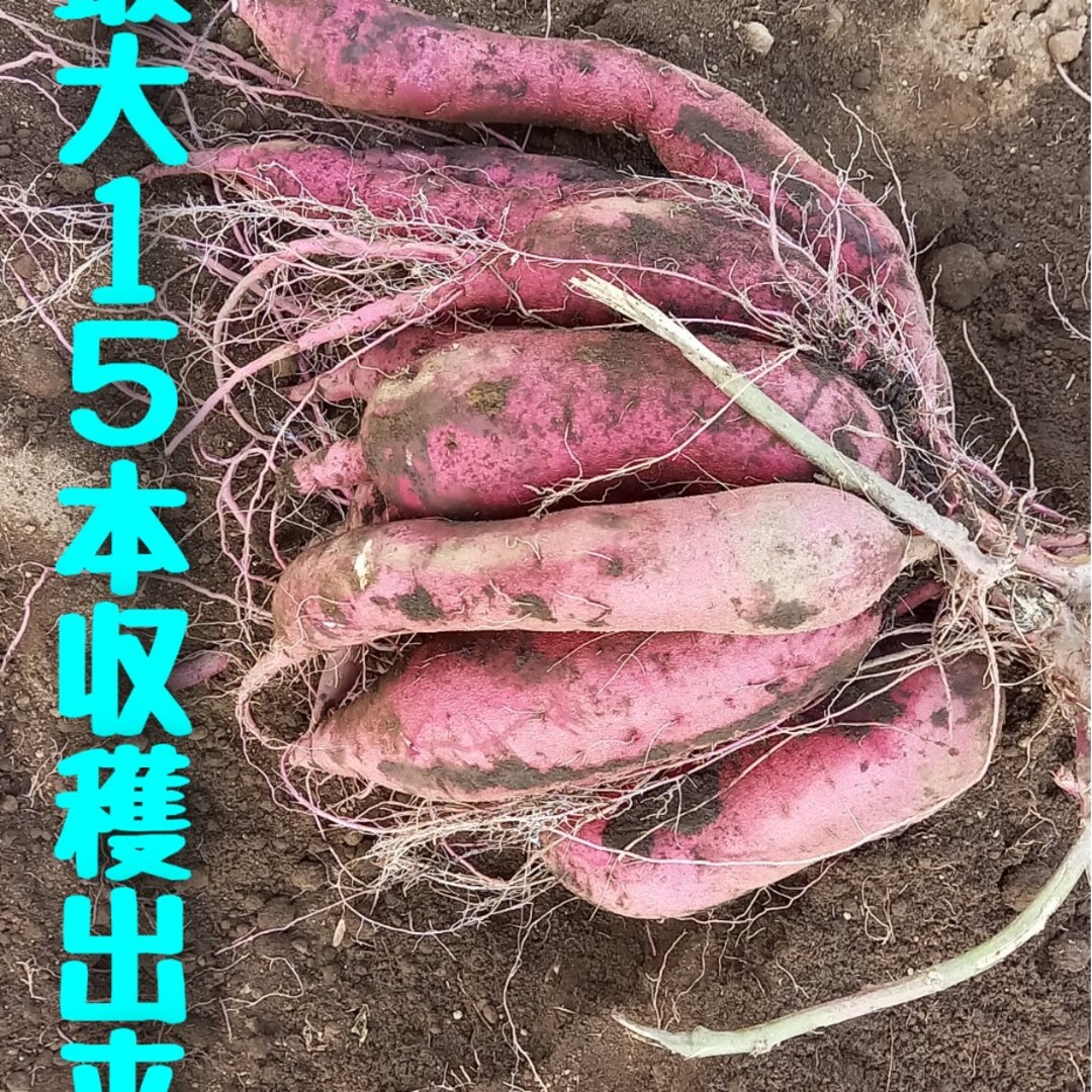 さつまいも苗10本4月中旬発送茨城県産紅はるか苗ウイルスフリー さつまいも苗10本4月中旬発送茨城県産紅はるか苗ウイルスフリー