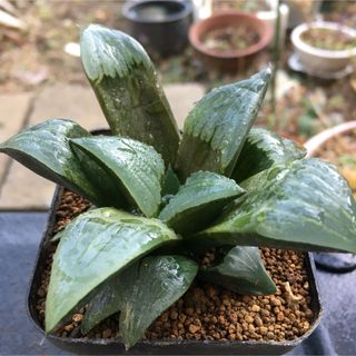 【激安】バディア　光沢　美窓　ハオルチア バデア　良株　美株　多肉植物　観葉植物(その他)