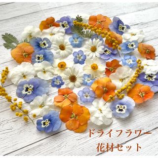 多肉植物 セダム ☆ ルベンスリザード☆ 抜き苗⑭の通販 by なす 多肉植物 セダム ☆ ルベンスリザード☆ 抜き苗⑭の通販 by なす