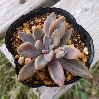 多肉植物 セダム ☆ ルベンスリザード☆ 抜き苗⑭の通販 by なす 多肉植物 セダム ☆ ルベンスリザード☆ 抜き苗⑭の通販 by なす