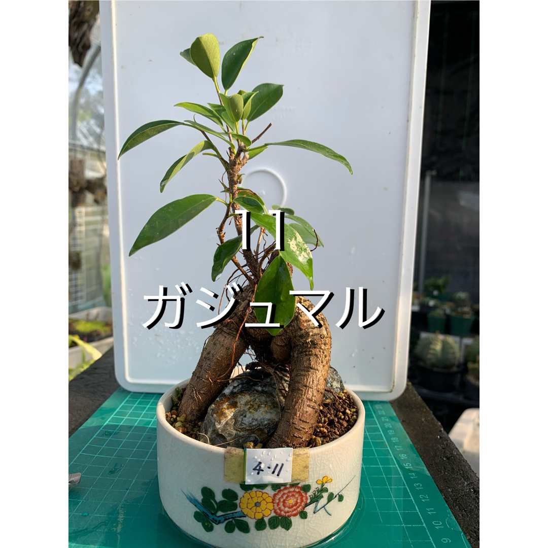 11 ガジュマル 盆栽 小品盆栽の通販 by アクアラボ|ラクマ 11 ガジュマル 盆栽 小品盆栽の通販 by アクアラボ|ラクマ