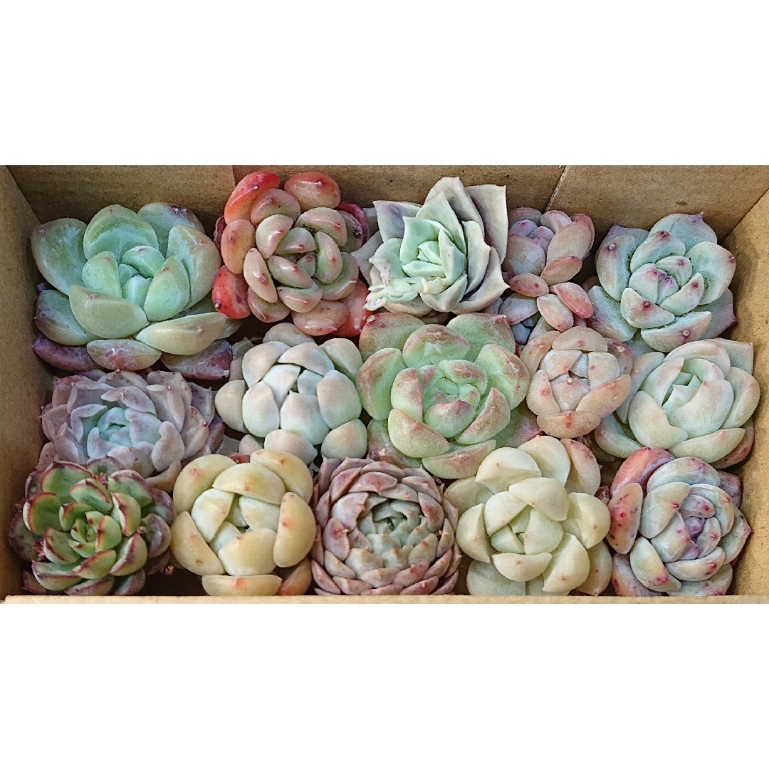 小箱 多肉植物 韓国苗 エケベリア 寄せ植え 詰め合わせ セットの 小箱 多肉植物 韓国苗 エケベリア 寄せ植え 詰め合わせ セットの