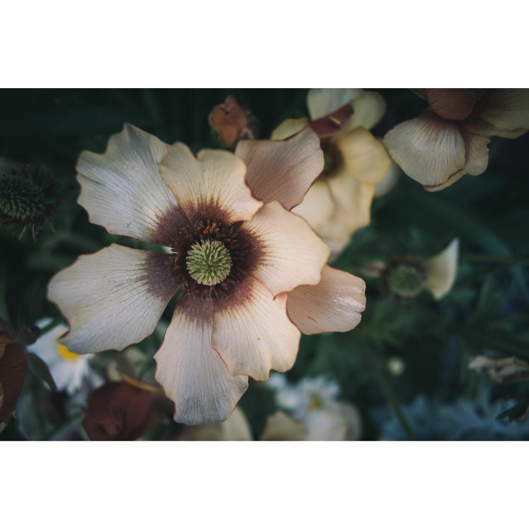 クセ強広角レンズ!SUPER-LENTAR 28mm F2.8 希少レンズの通販 by クセ強広角レンズ!SUPER-LENTAR 28mm F2.8 希少レンズの通販 by