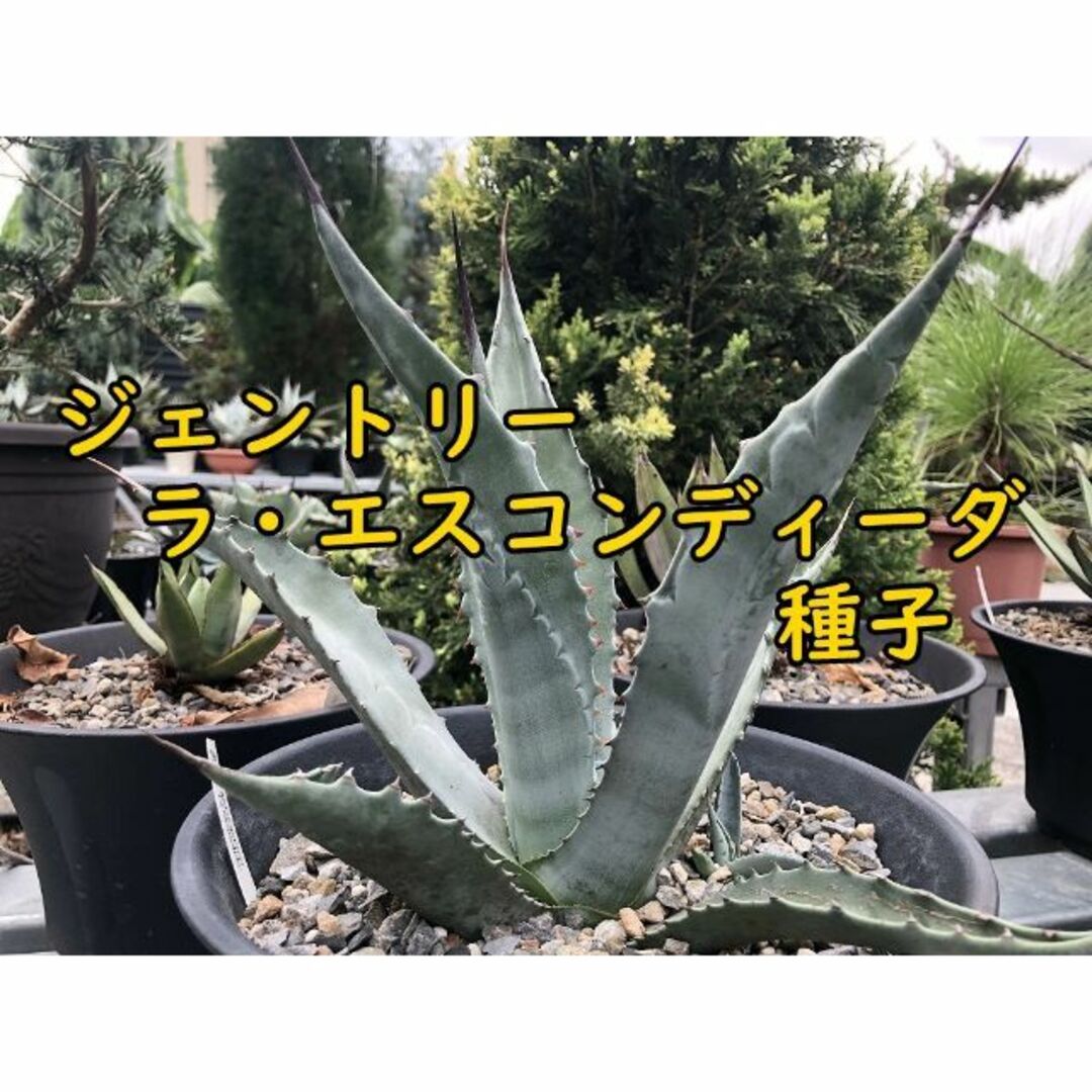 8月入荷 10粒 アガベ ジェントリー ラ・エスコンディーダ 種子 8月入荷 10粒 アガベ ジェントリー ラ・エスコンディーダ 種子